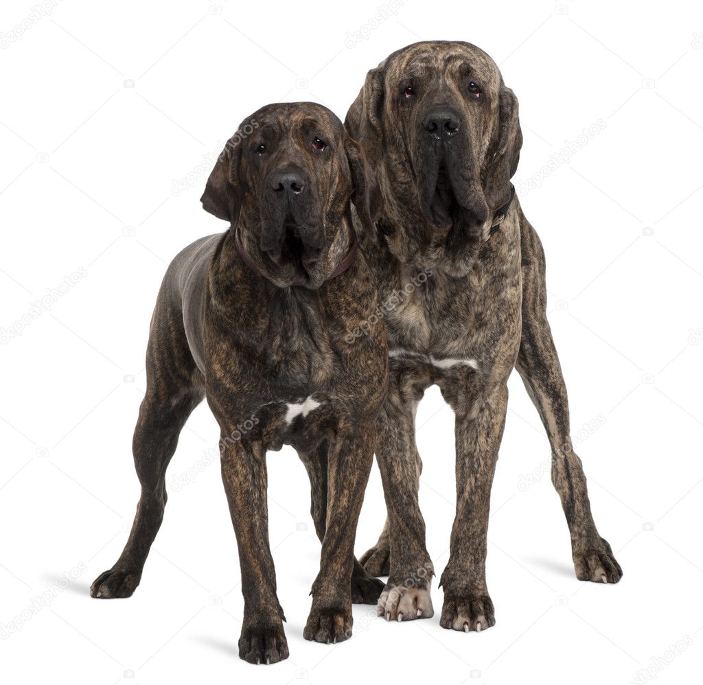 Fila braziliero or Brazilian Mastiffs, 18 months old, standing in front of white background