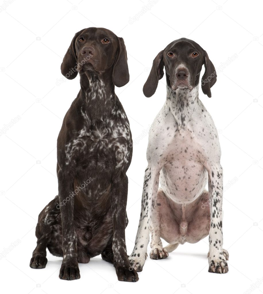 Two German Shorthaired Pointers, 3 years old, sitting in front of white background