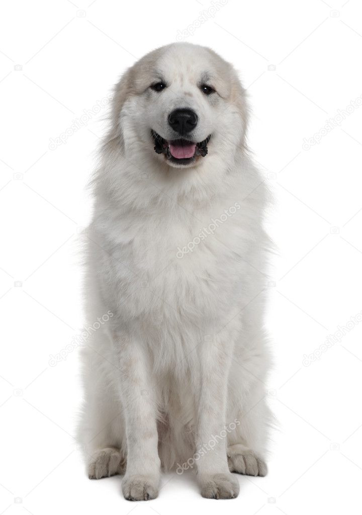 Great Pyrenees or Pyrenean mountain dog, 1 year old, sitting in front of white background