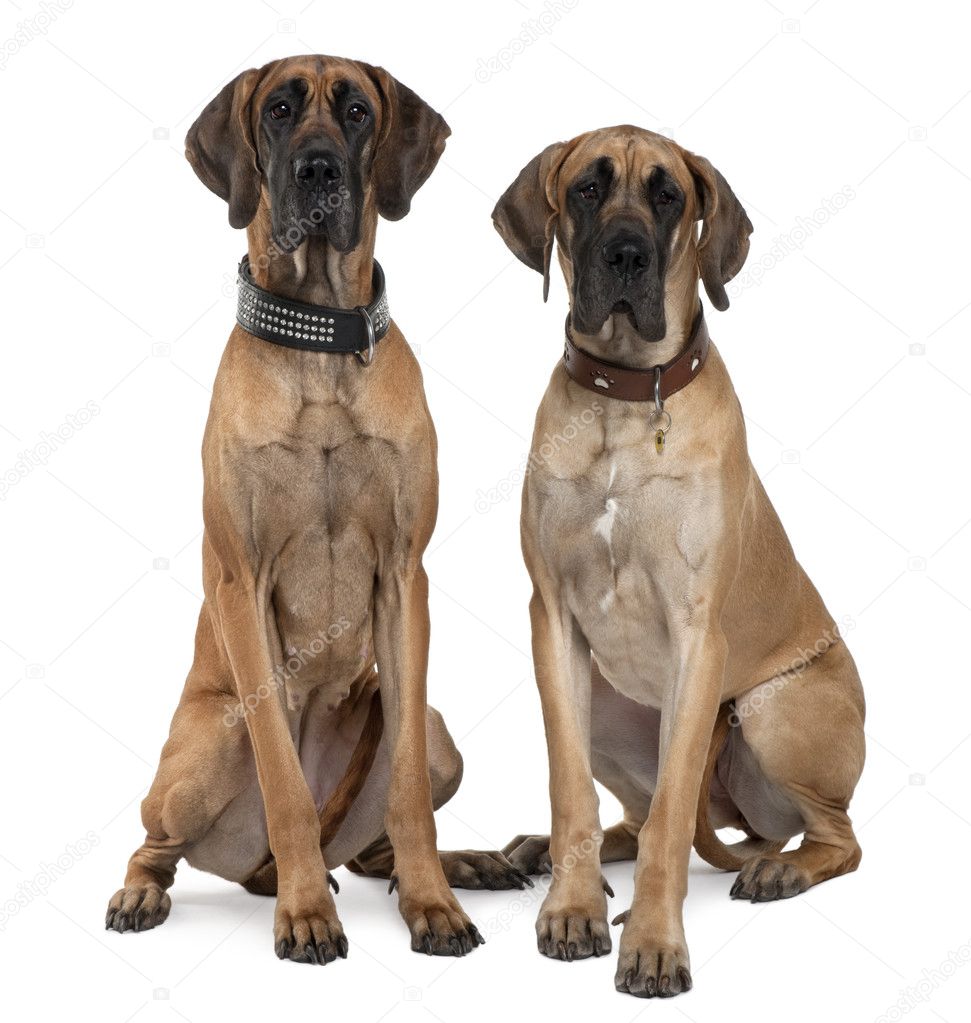 Two Great Danes, 1 year old, sitting in front of white background