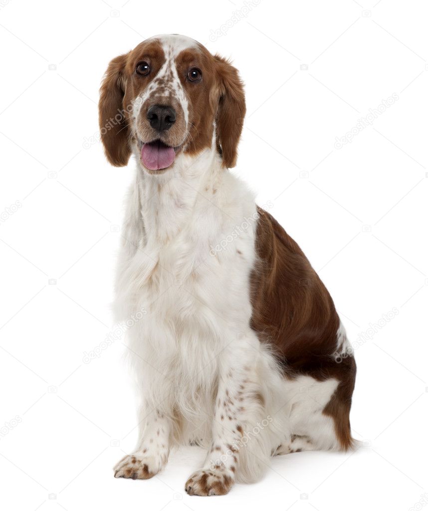 Welsh Springer spaniel, 3 years old, sitting in front of white background