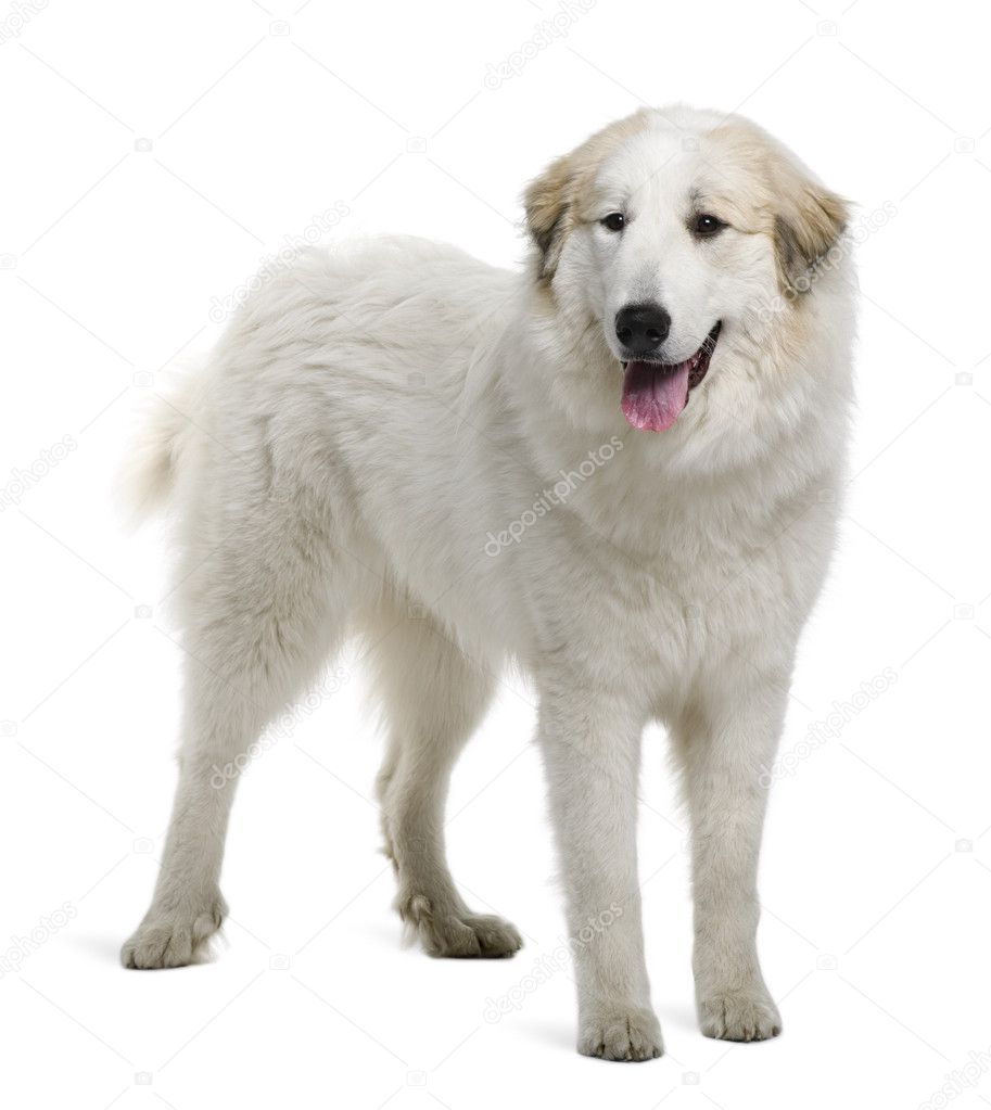 Pyrenean Mountain Dog or Great Pyrenees, 9 months old, standing in front of white background