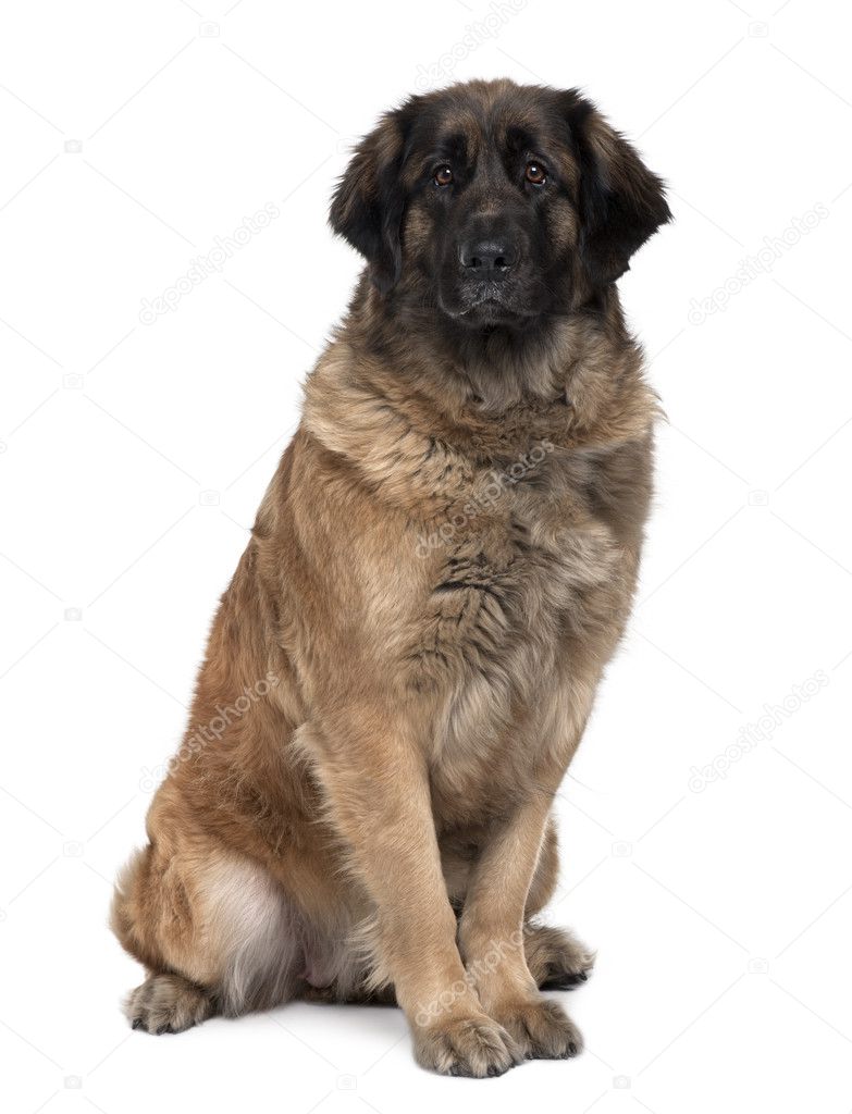 Leonberger dog, 2 years old, sitting in front of white background