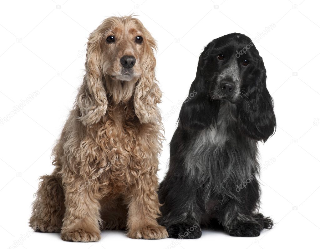 Two English Cocker Spaniels, 8 months and 1 year old, sitting in front of white background