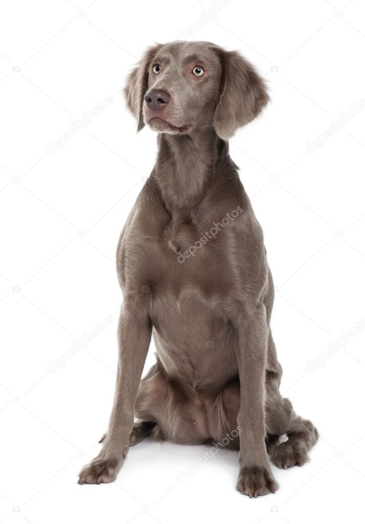 Long-haired Weimaraner dog, 2 years old, sitting in front of white background