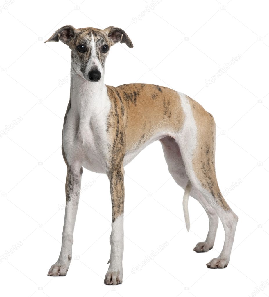 Young Whippet, 8 months old, standing in front of white backgrou