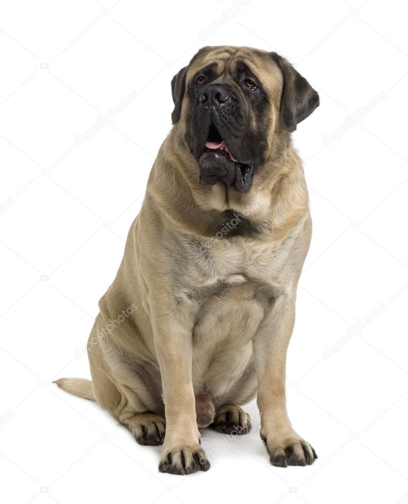 Mastiff dog, 2 years old, sitting in front of white background