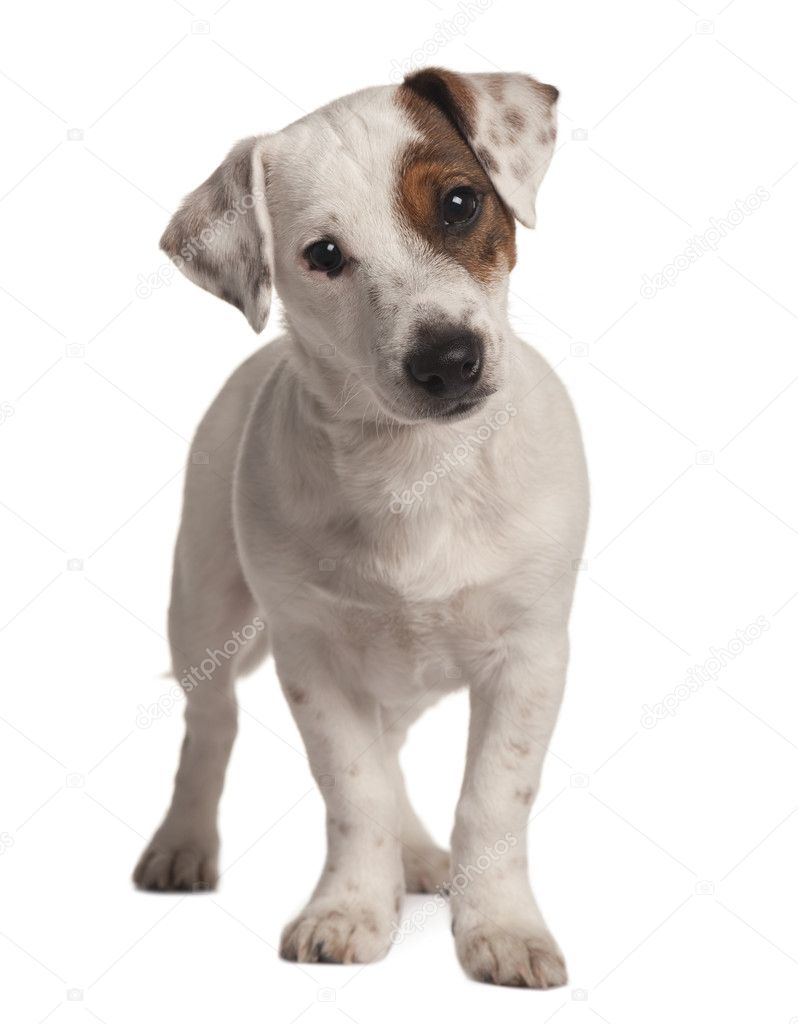 Jack Russell terrier, 4 months old, standing in front of white background