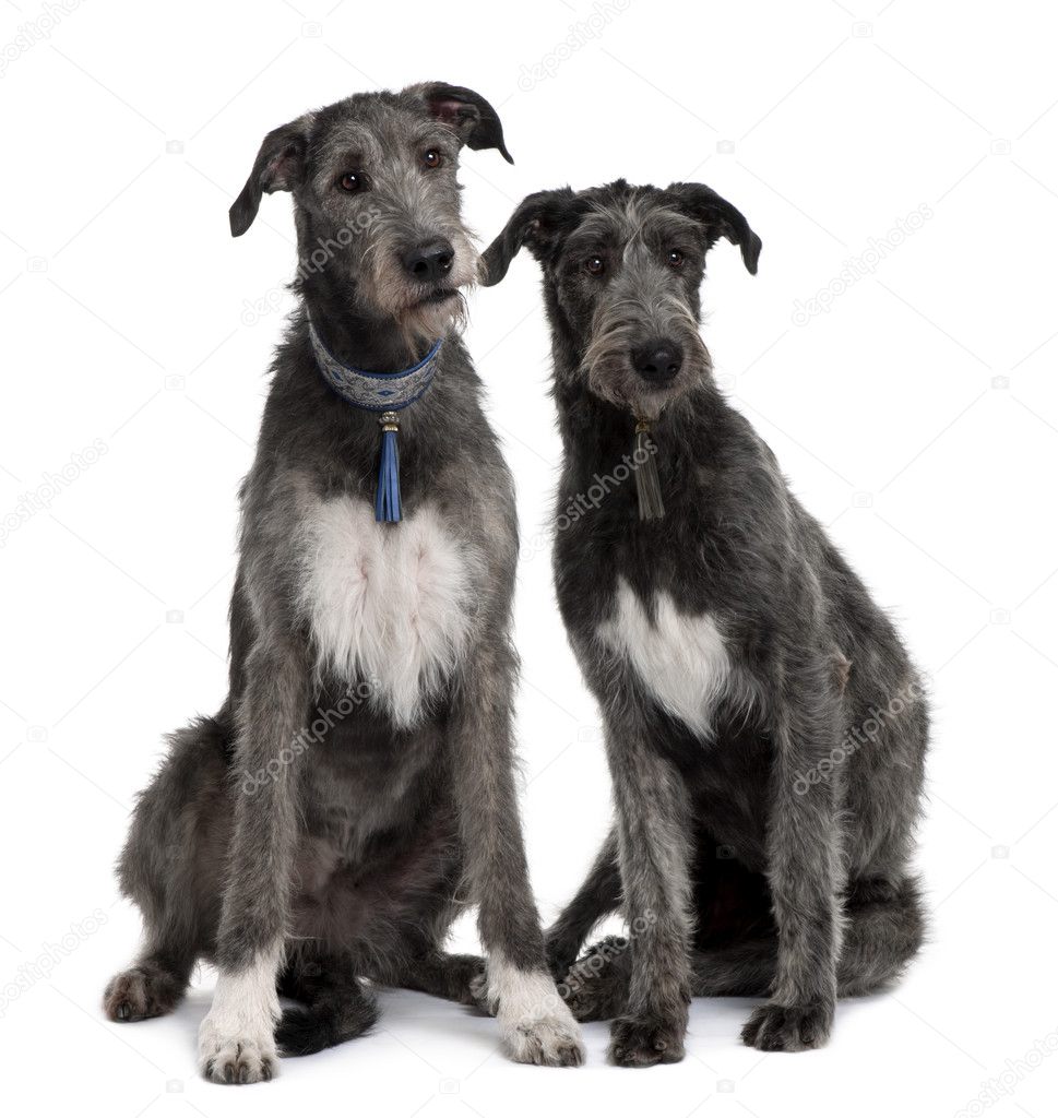 Two Irish Wolfhounds sitting in front of white background