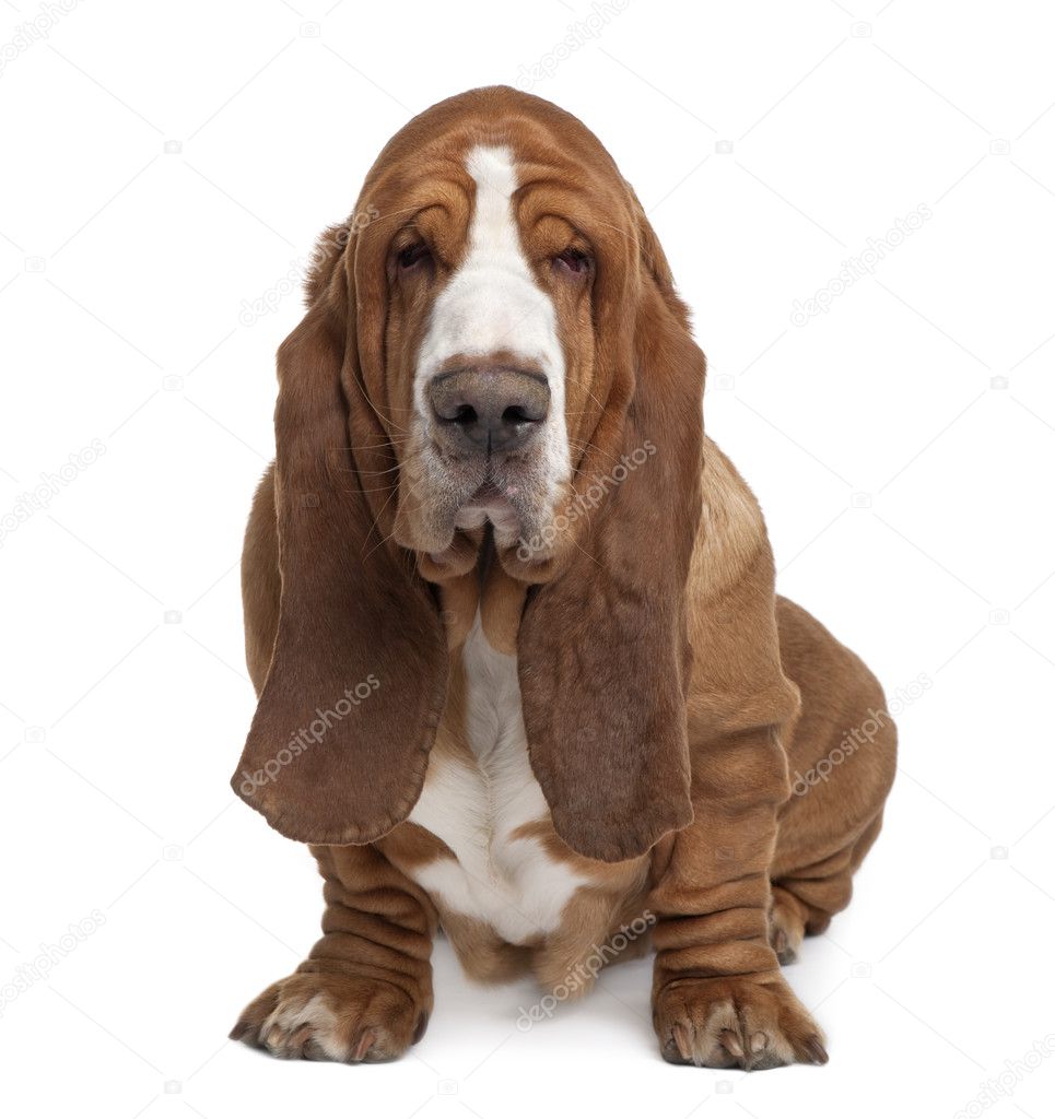 Basset Hound, 2 years old, sitting in front of white background