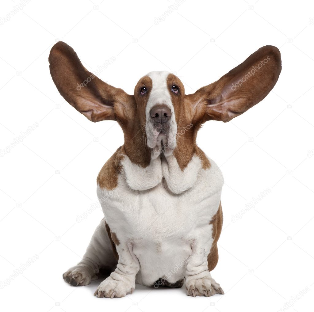 Basset Hound with ears up, 2 years old, sitting in front of white background