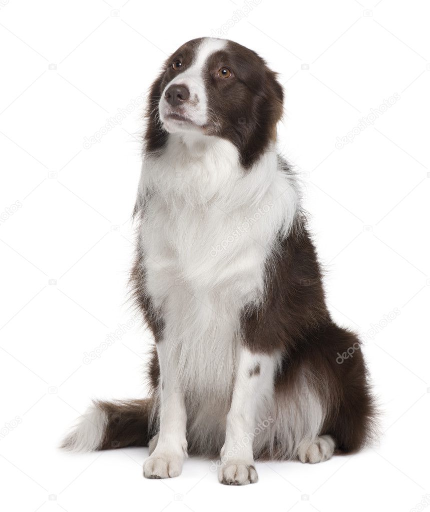Border Collie, 5 Years Old, sitting in front of white background