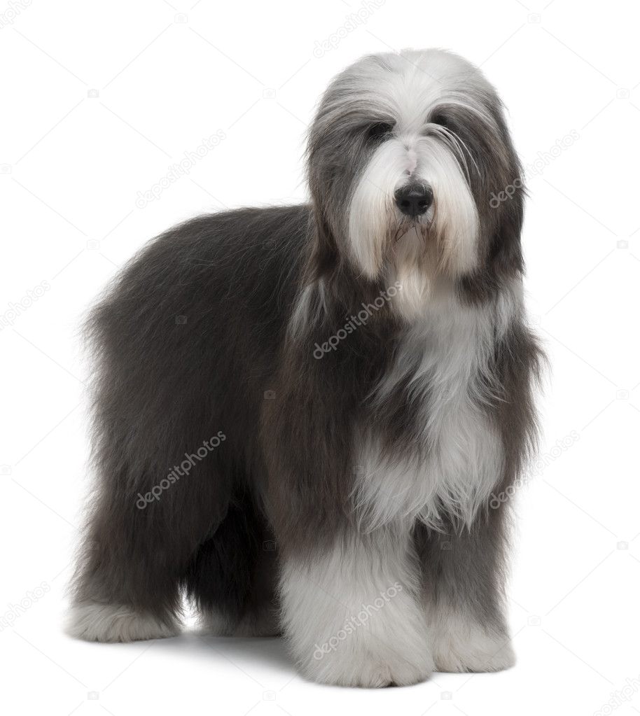Bearded Collie, 1 Year Old, standing in front of white background