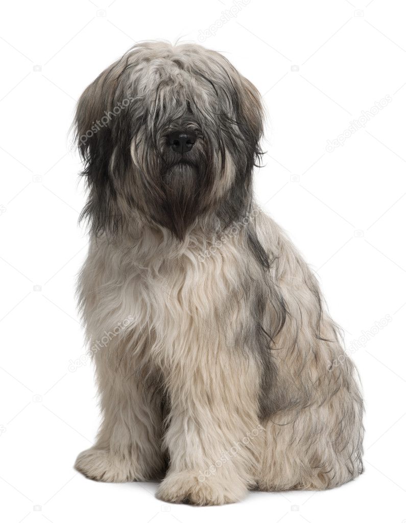 Catalan Sheepdog, 10 months old, sitting in front of white background