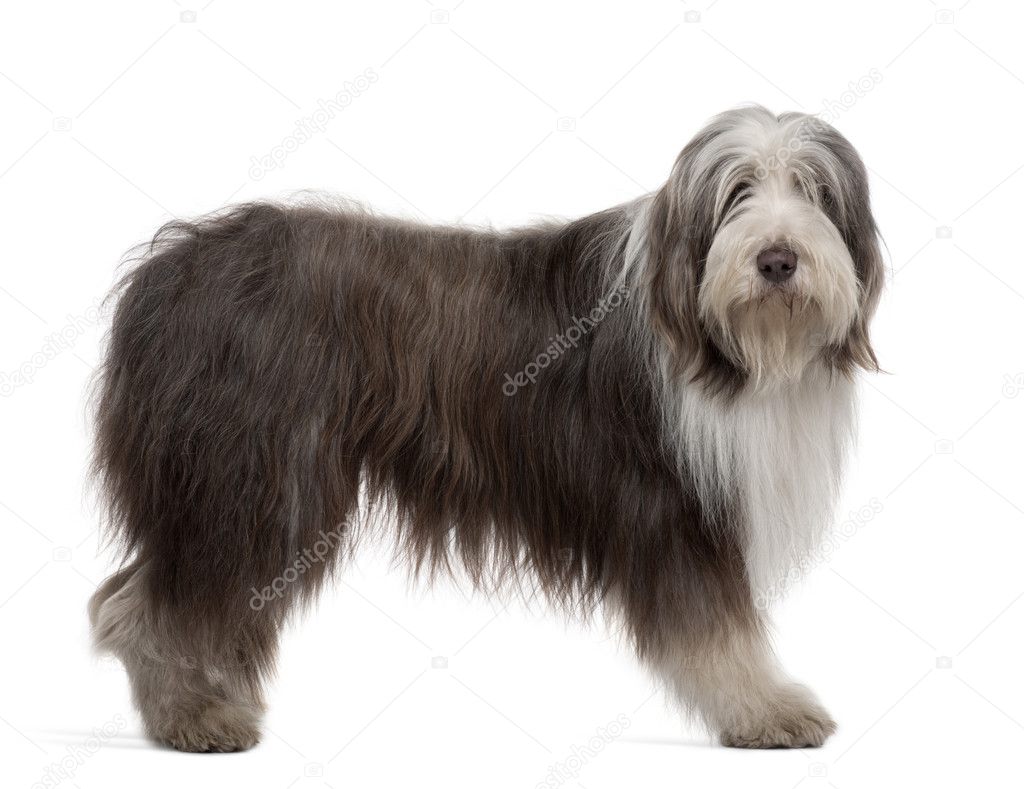 Bearded Collie, 3 Years Old, standing in front of white background