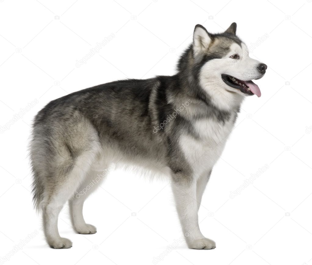 Alaskan malamute, 19 months old, standing in front of white background