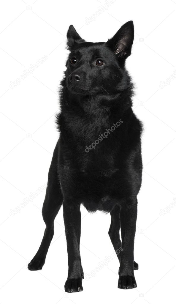 Australian Kelpie, 1 Year Old, standing in front of white background