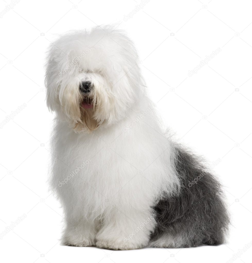Old English Sheepdog, 1 Year old, sitting in front of white background