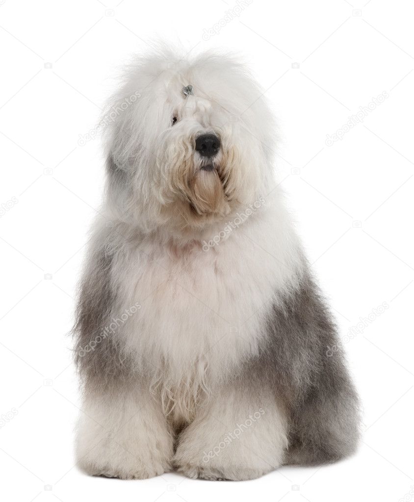 Old English Sheepdog, 1 Year old, sitting in front of white background