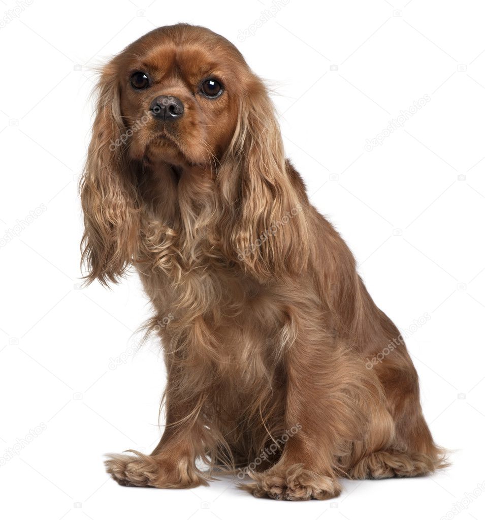 Cavalier King Charles, 18 Months old, sitting in front of white background