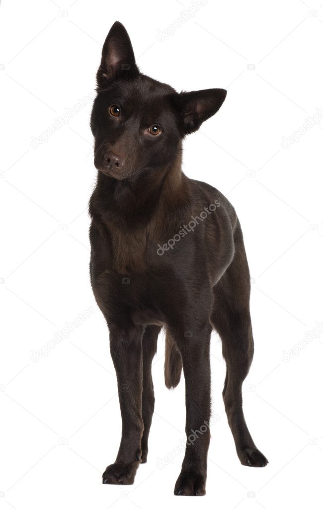 Australian Kelpie, 11 years old, standing in front of white background
