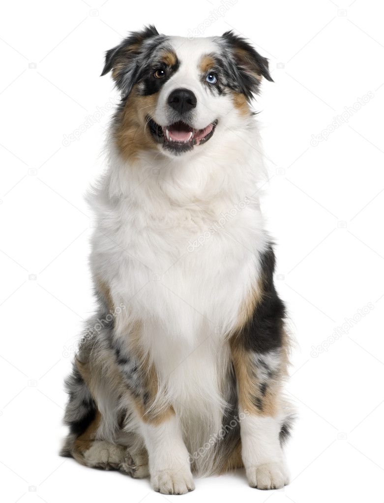 Australian Shepherd dog, 9 months old, sitting in front of white background