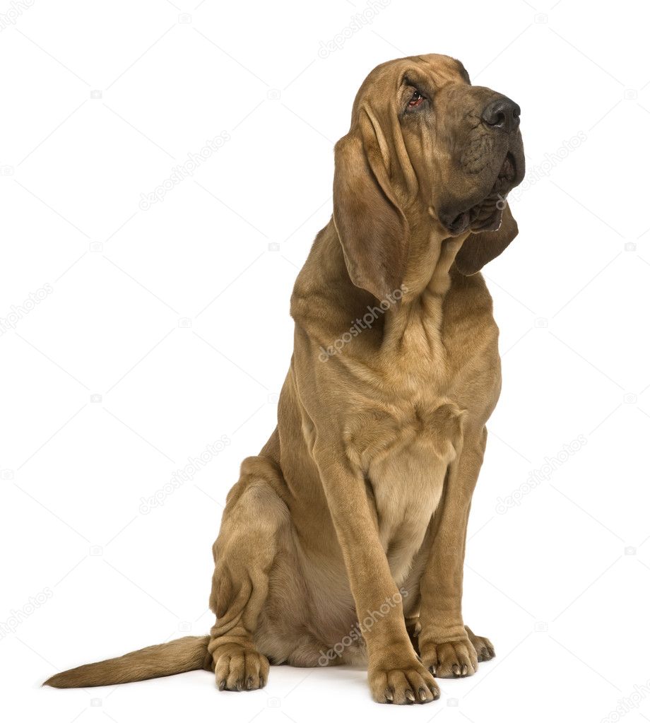Saint-Hubert dog, 1 year old, sitting in front of white background
