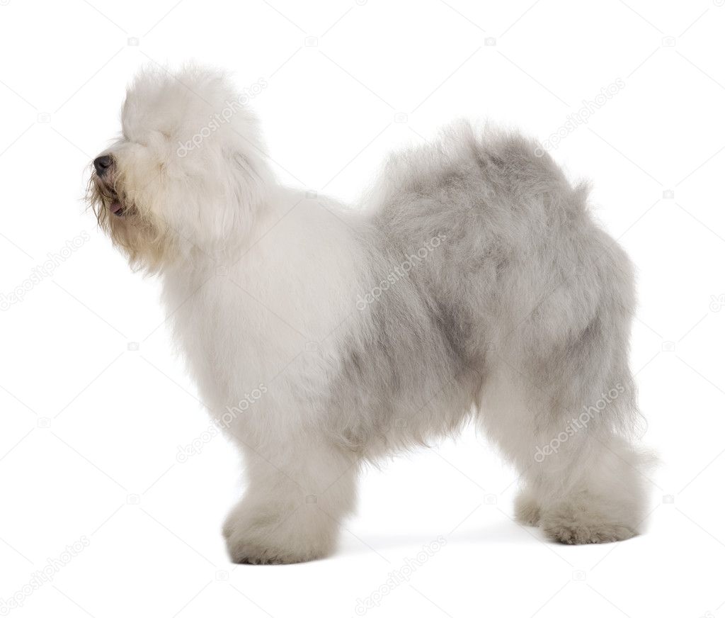 English Sheepdog, 1 year old, standing in front of white background
