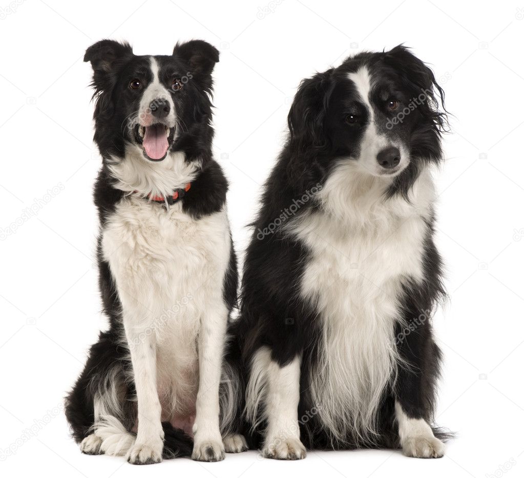 Two Border Collie, 9 years old, sitting in front of white background