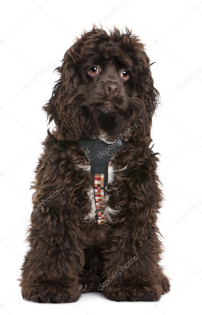 American cocker spaniel, 7 months old, wearing leash in front of white background