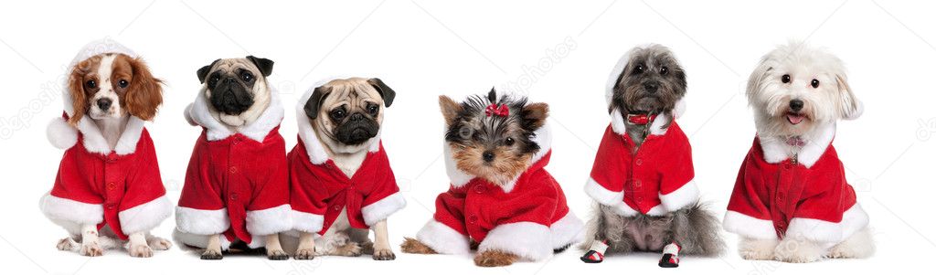 Group of dogs in a row dressed as Santa Claus in front of white background