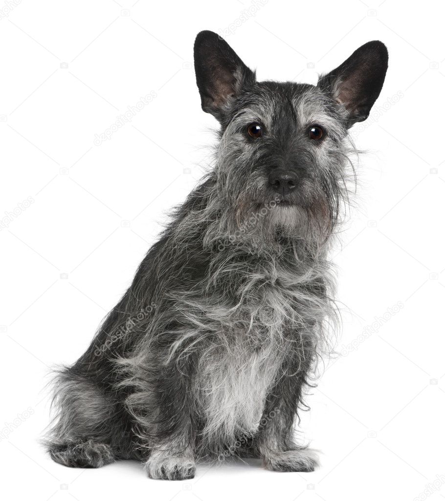 Old crossbreed dog between Jack Russell Terrier and a Scottish Terrier, 10 years old, sitting in front of white background