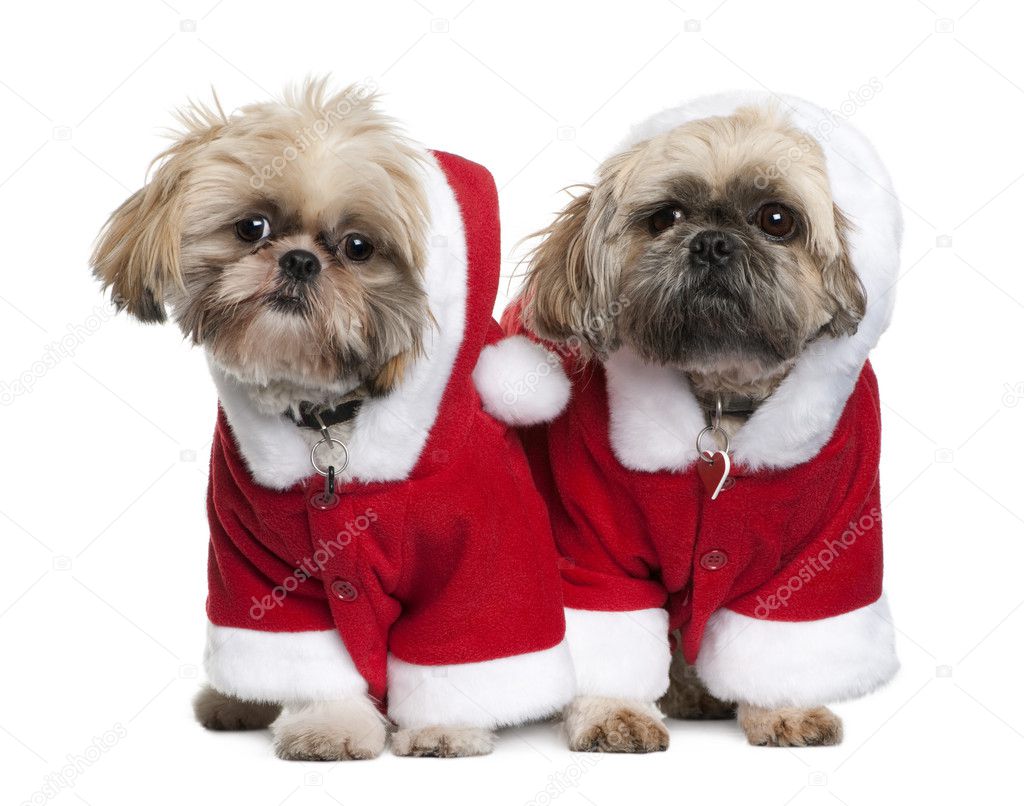 Two Shi-Tzu's in Santa Claus suits, 3 years old, standing in front of white background