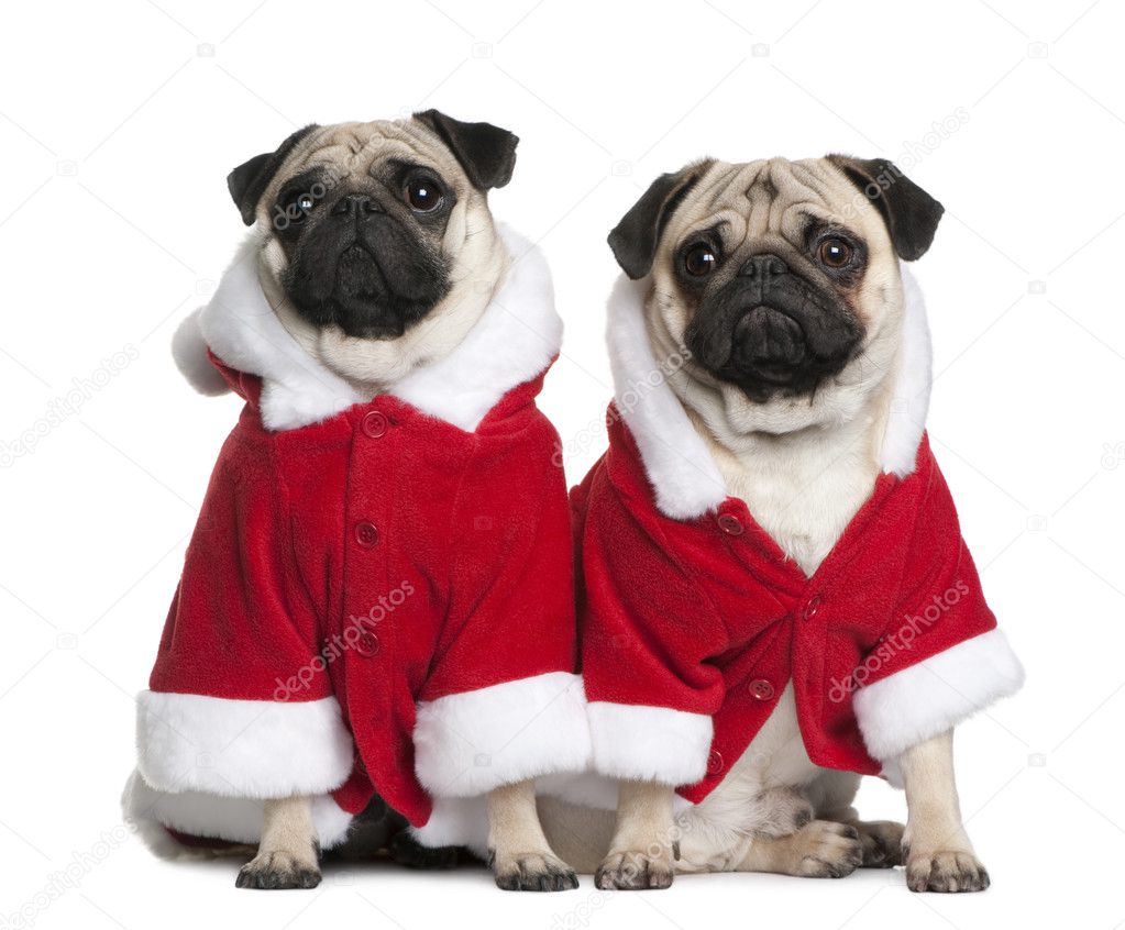 Two Pugs in Santa coats, 1 and 2 years old, sitting in front of white background