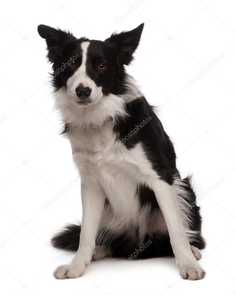Portrait of Border collie, 3 years old, sitting in front of white background, studio shot