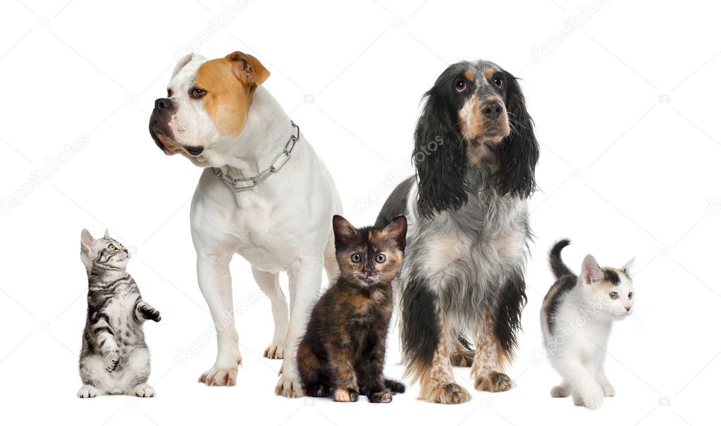 Group of pets : dogs and cats