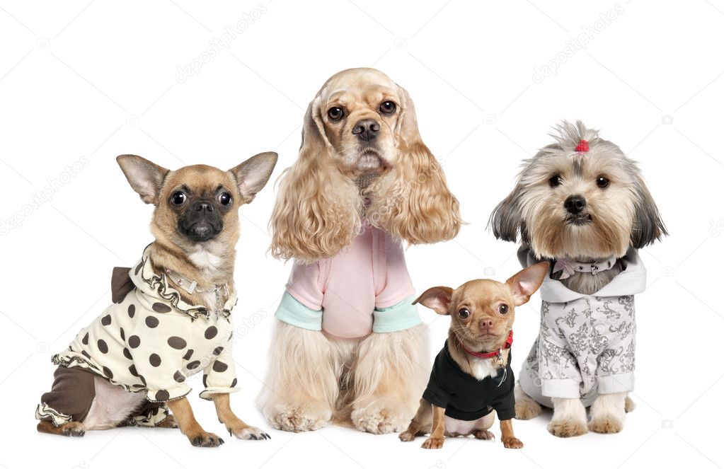 Group of 4 dogs dressed : chihuahua,shih tzu and Cocker Spaniel