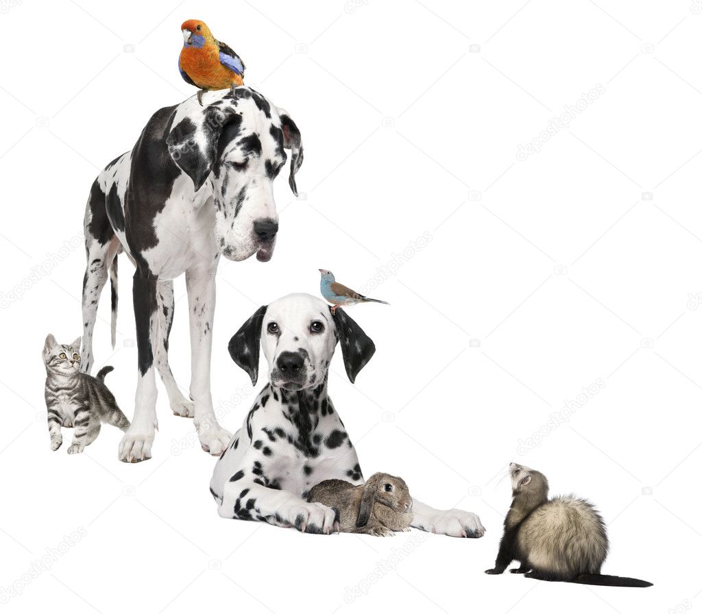 Group of pets : dog, bird, rabbit, cat and ferret