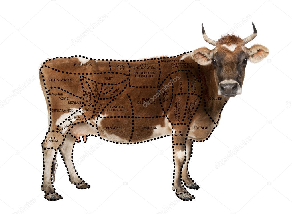 Portrait of brown Jersey cow, 10 years old, standing in front of white background, studio shot