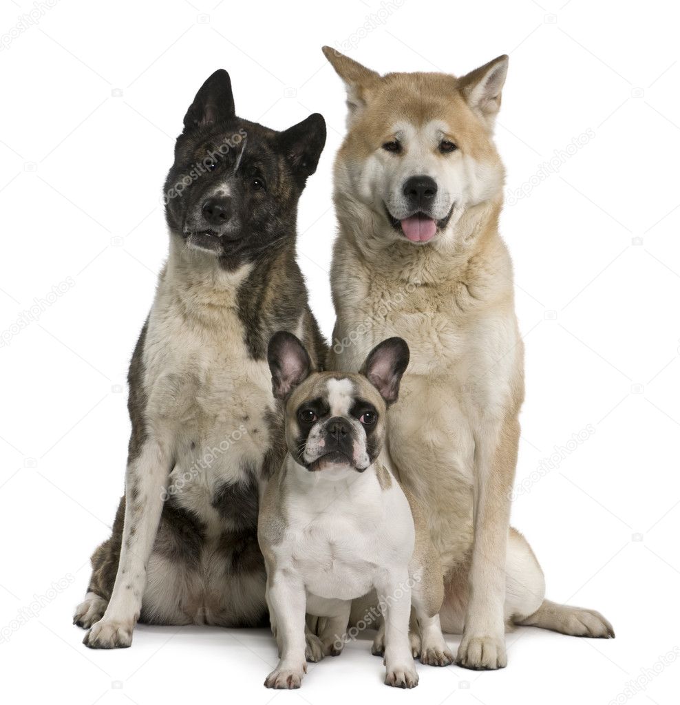Akita inu dogs and French bulldog sitting in front of white background