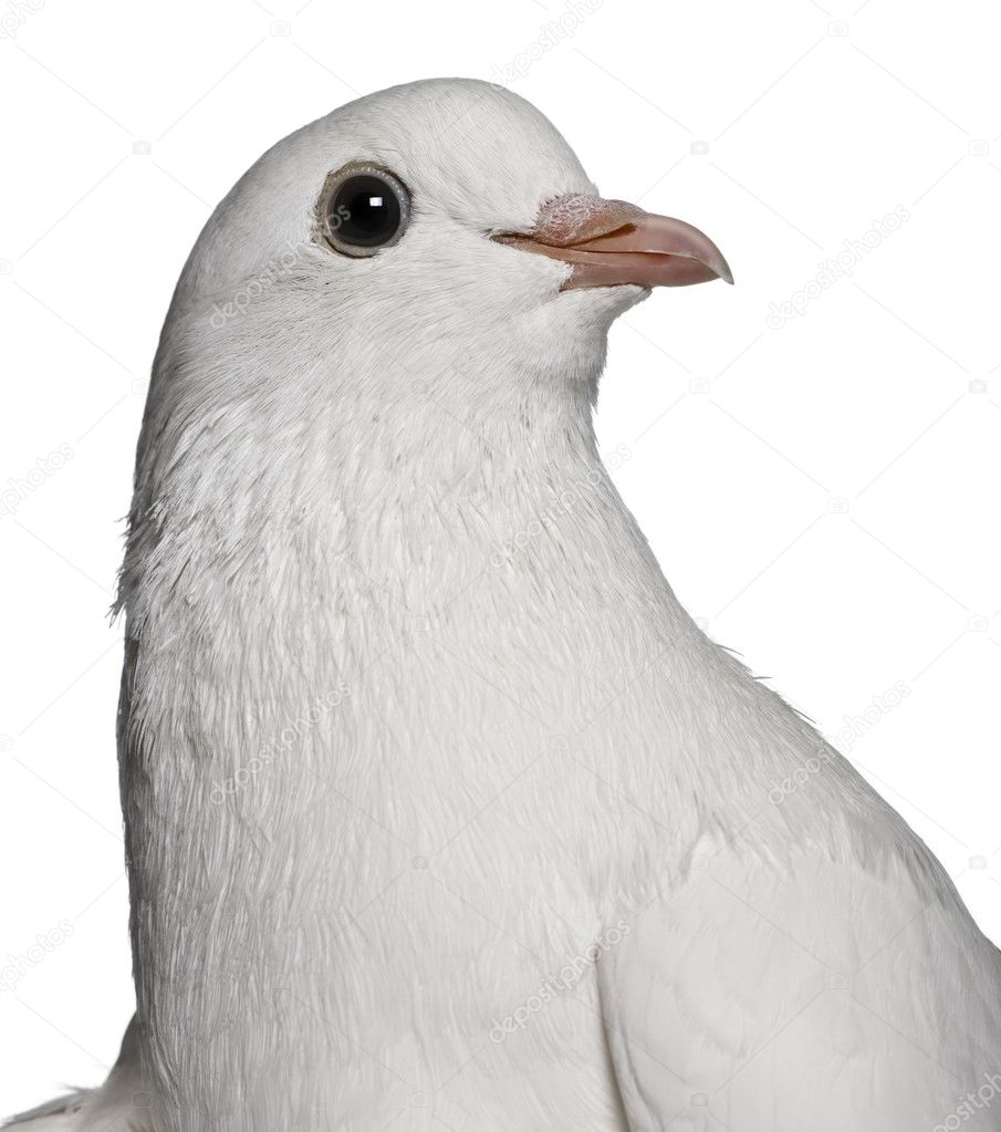 Pigeon, 2 years old, in front of white background