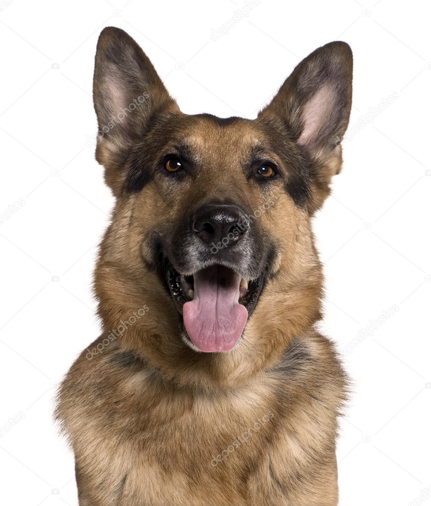 German shepherd, 5 years old, in front of white background