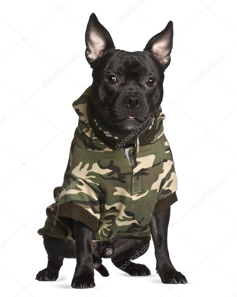 Crossbreed dog in camouflage, 1 year old, sitting in front of white background