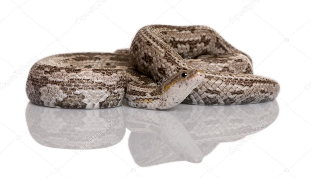 Baird's rat snake or Baird's ratsnake or Baird's pilot snake, Elaphe bairdi, in front of white background