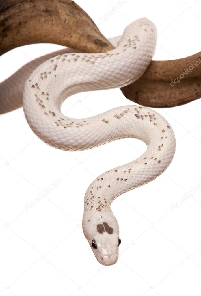 Snake slithering in front of white background, studio shot