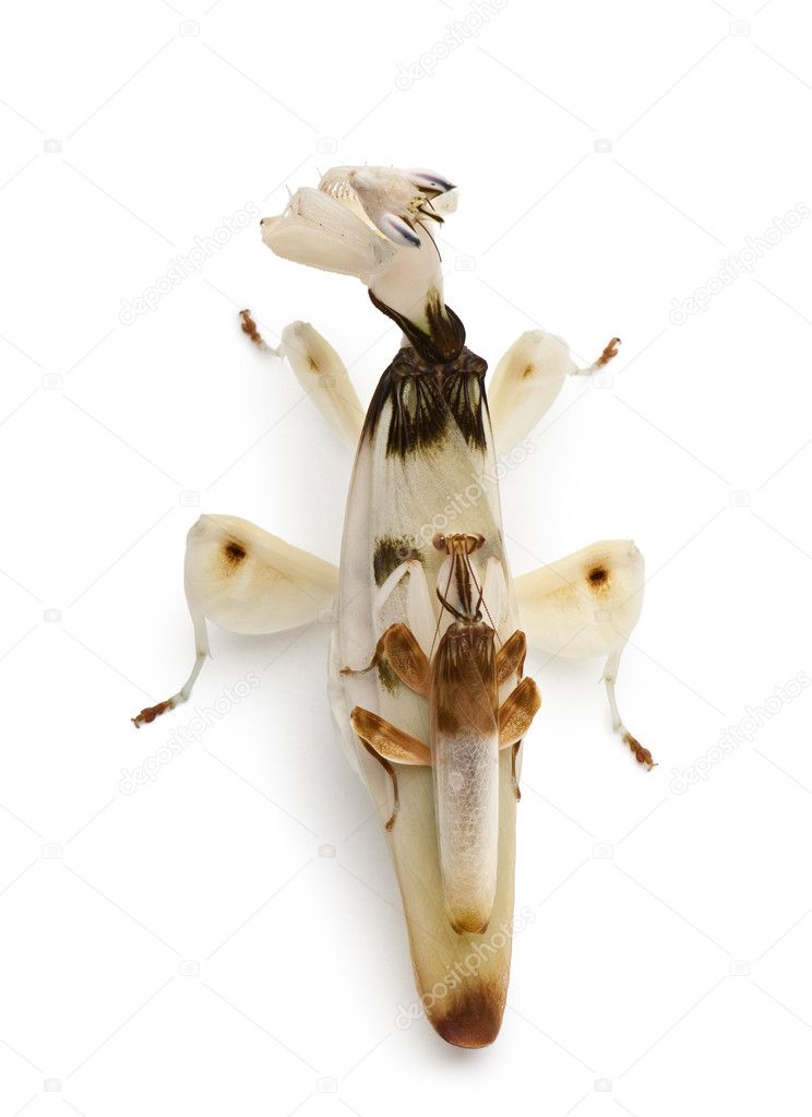Male and female hymenopus coronatus, Malaysian orchid mantis, in front of white background