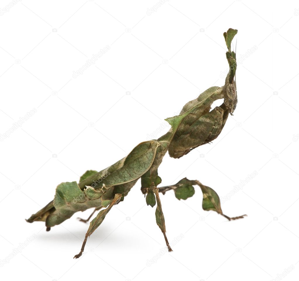 Ghost Mantis, Phyllocrania paradoxa, praying mantis, 3 months old Stock ...