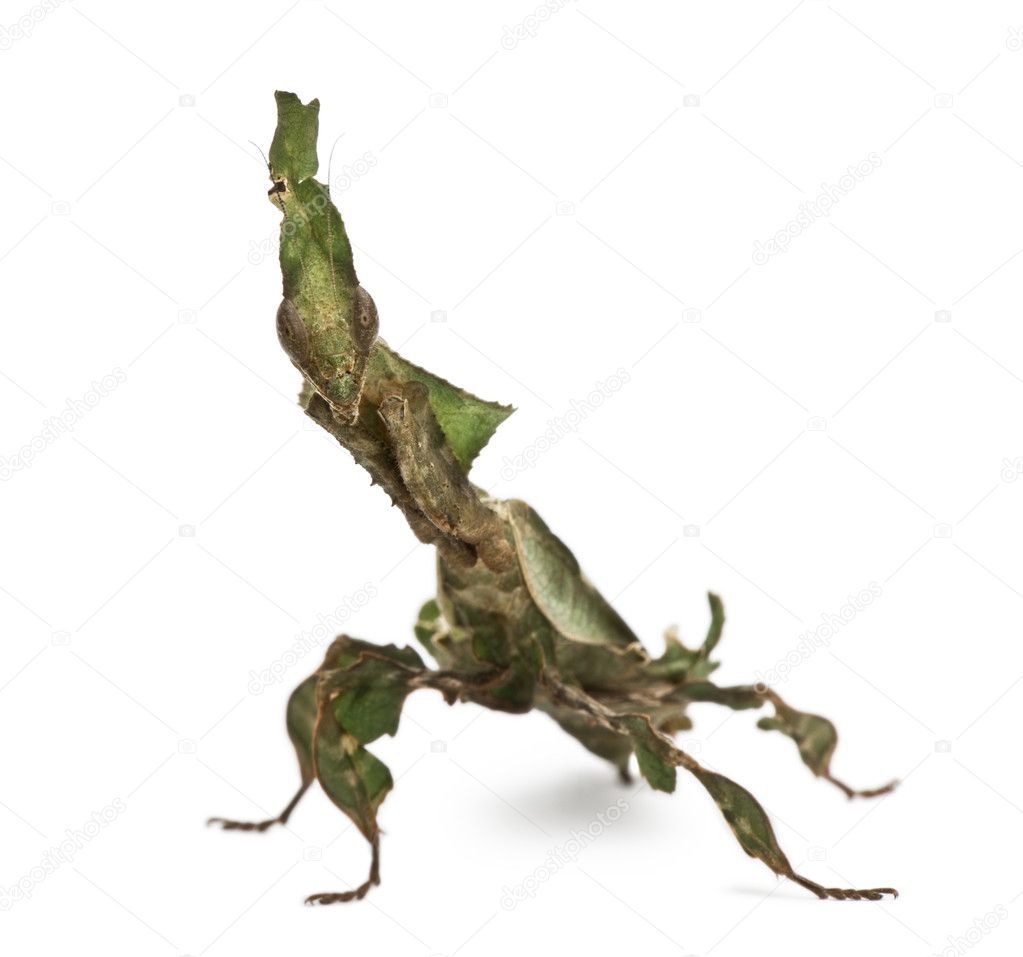 Ghost Mantis, Phyllocrania paradoxa, praying mantis, 3 months old Stock ...