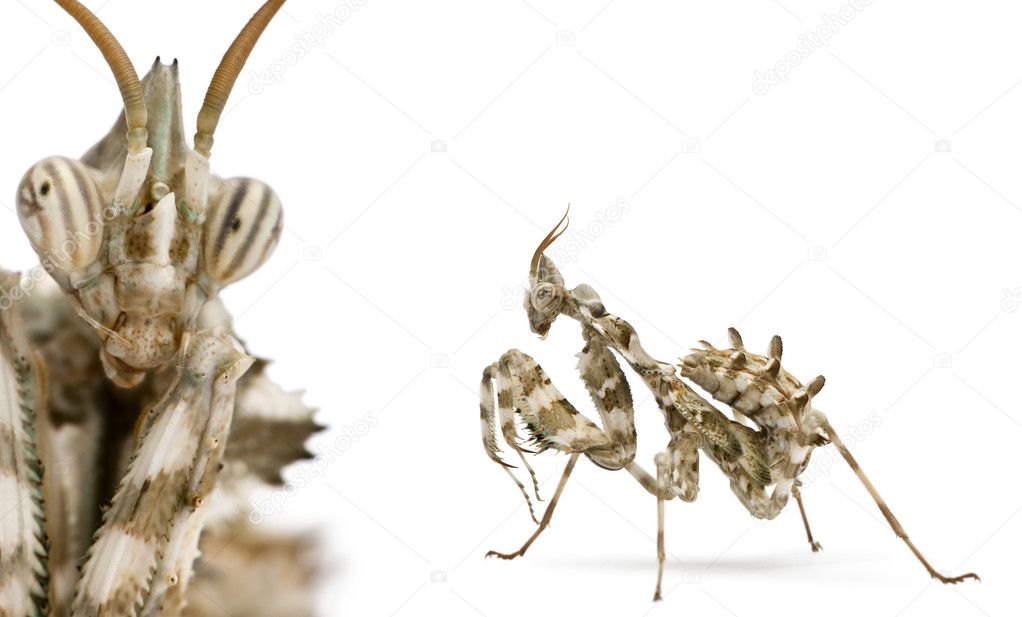 Female Blepharopsis mendica, Devil's Flower Mantis