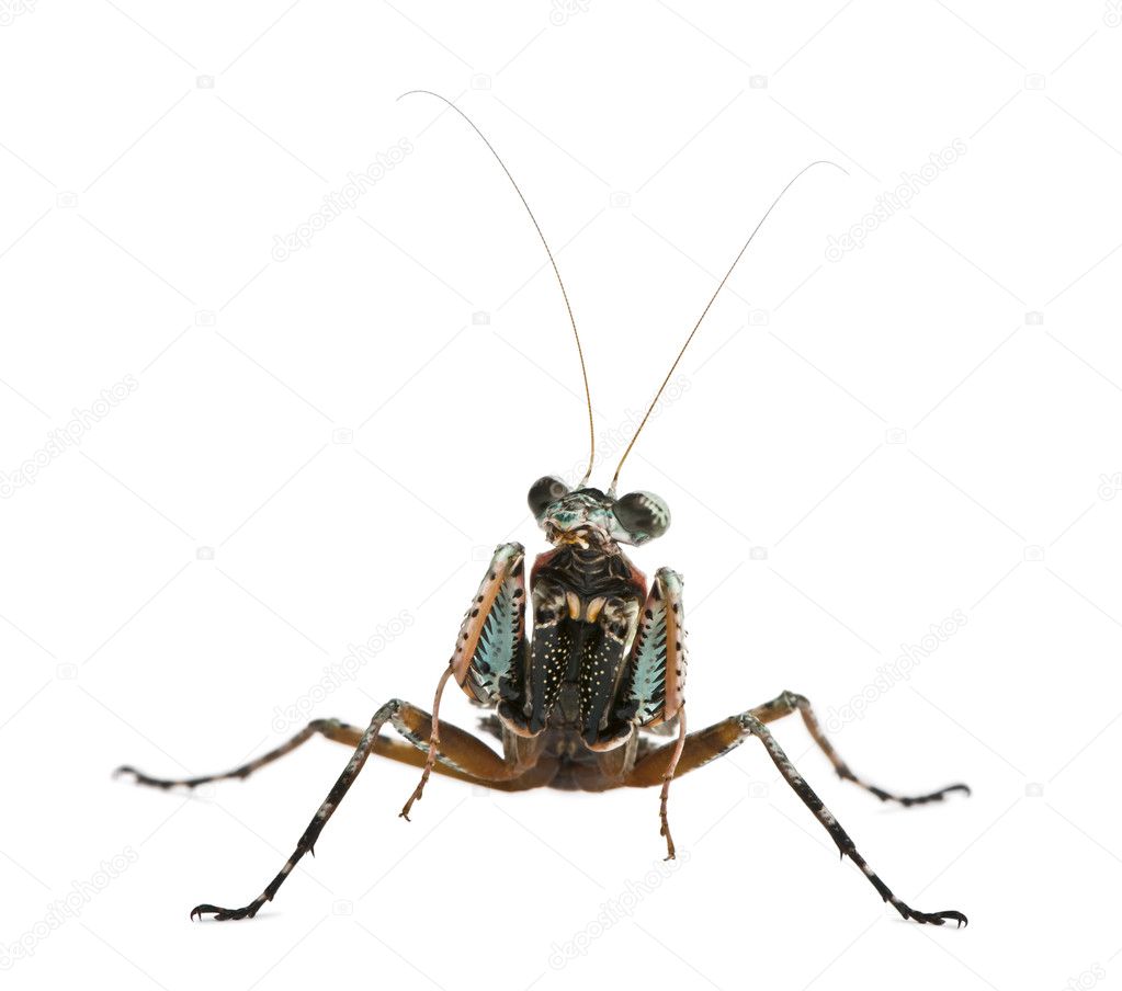 Theopompa SP, praying mantis